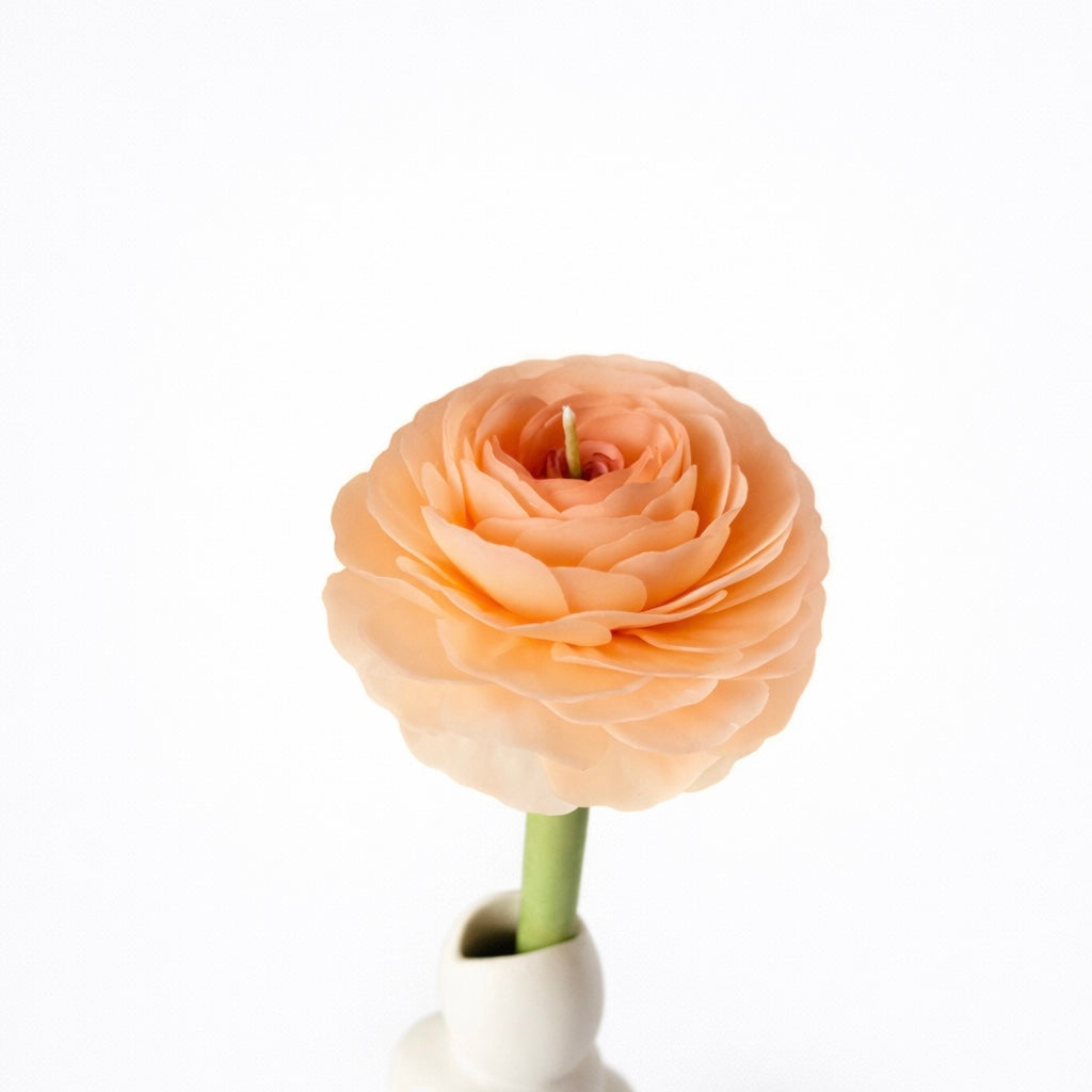 Candle Garden - Ranula