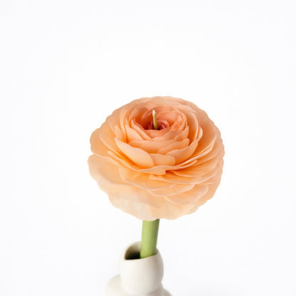 Candle Garden - Ranula