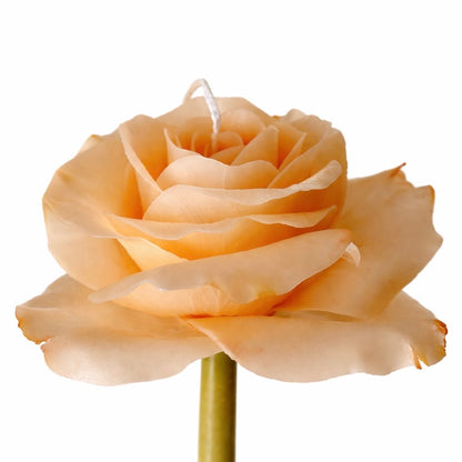 Candle Garden - Roselle