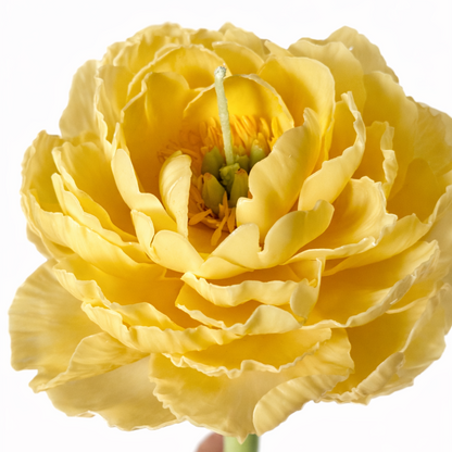 Candle Garden - Peonix