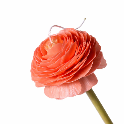 Candle Garden - Ranula